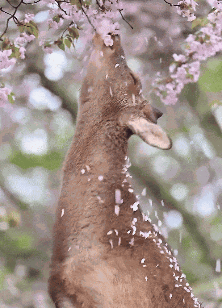 GIF animé