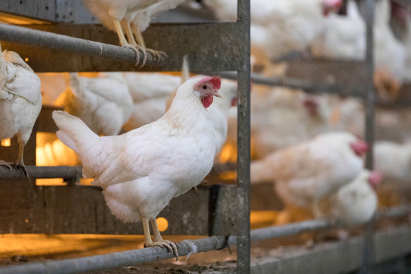 Une poule pondeuse moyenne pond environ 320 œufs au cours de sa vie et est abattue après environ 500 jours.