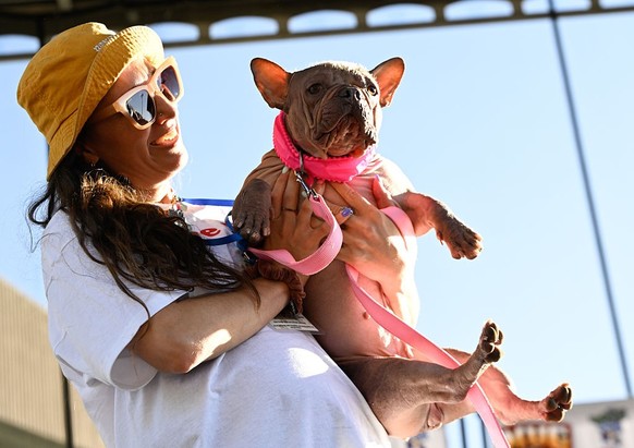 SONOMA COUNTY, CALIFORNIA - AUG 8: Petunia was crowned as the winner of the 2025 &#039;World&#039;s Ugliest Dog&#039; contest with her owner Shannon Nyman by her side and was awarded $5,000 on August  ...