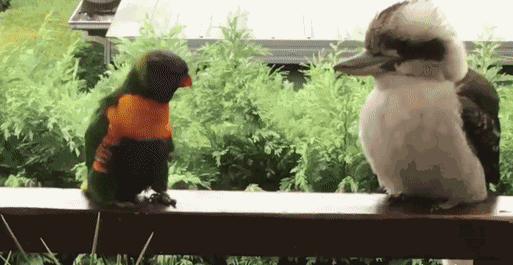 GIF animé