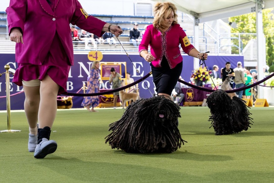 Westminster dog show 2024
