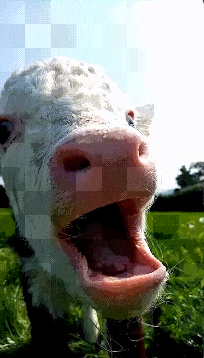 GIF animé