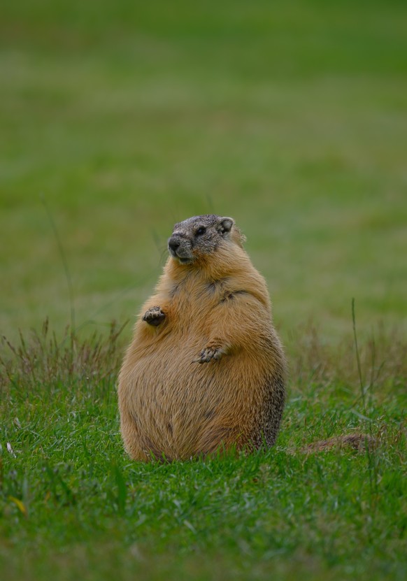 cute news tier murmeli

https://imgur.com/gallery/super-mega-fat-marmots-tKxrdbD#/t/animals