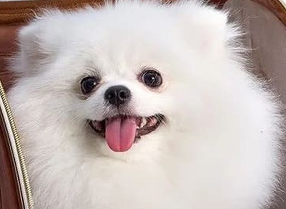 Adidas sort une collection pour chiens et chats.