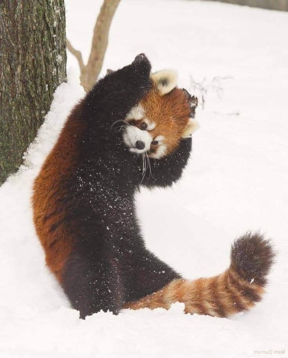 cute news tier roter panda

https://imgur.com/t/cute_animal/srX3lhn