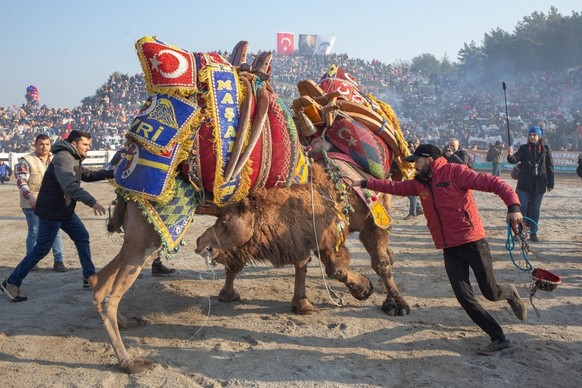 The camels in the arena and their owners,referees and officials following them closely during the wrestling at the 41st traditional Camel Wrestling Festival in Selcuk,Aydin in Turkey, January 15, 2023