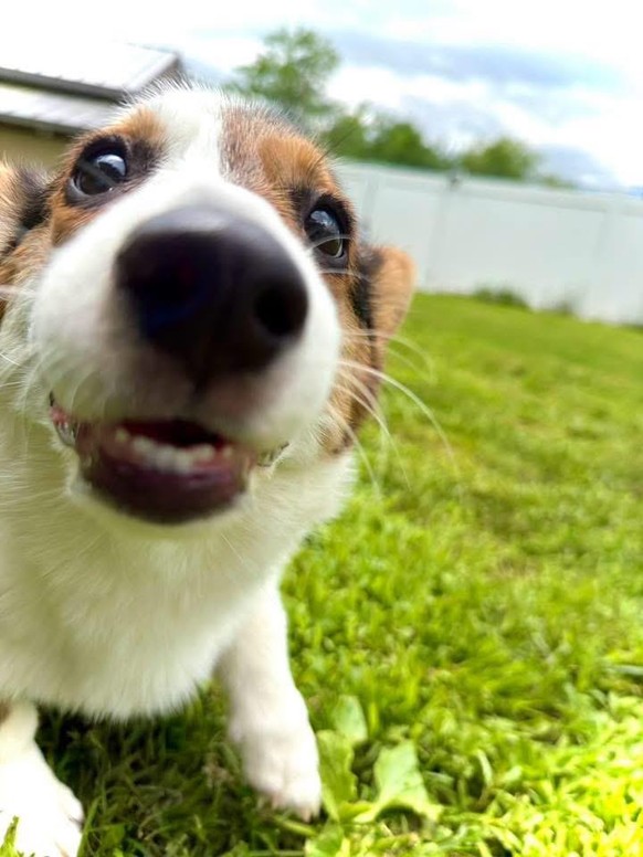 cute news tier hund

https://www.reddit.com/r/corgi/comments/1ubxwsd/boop/