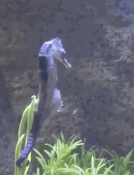 GIF animé
