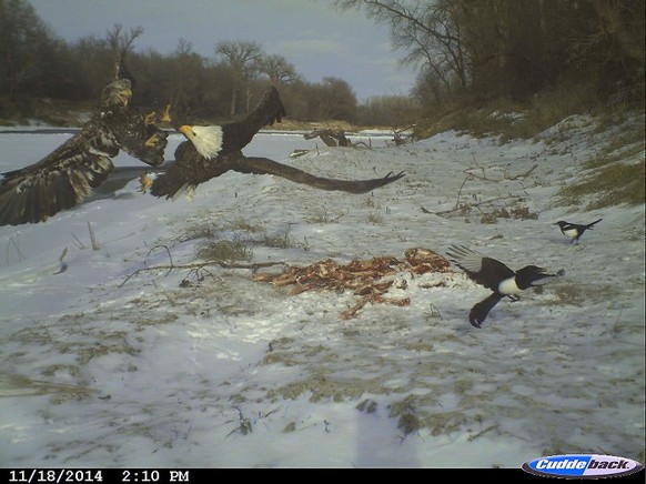 cute news tier wildtierkamera adler vogel

https://www.reddit.com/r/pics/comments/2oei83/this_was_captured_with_a_trail_camera_in_northern/