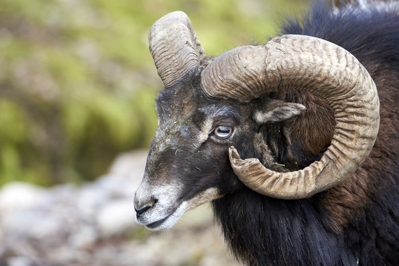 Un mouflon dans le parc animalier de Goldau, en Suisse