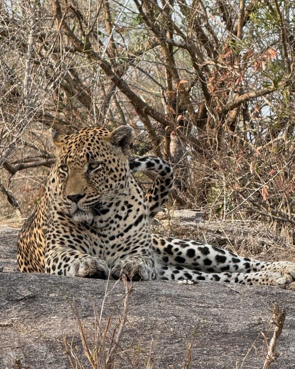 Roger Federer en vacances en Afrique
