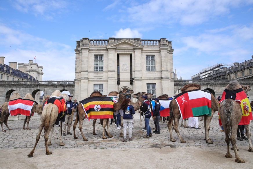 epa11290181 Camels, dromedaries, alpacas and llamas with flags from about thirty countries wait for the start of the Camel Parade through Vincennes forest in Vincennes, France, 20 April 2024. The FFDC ...