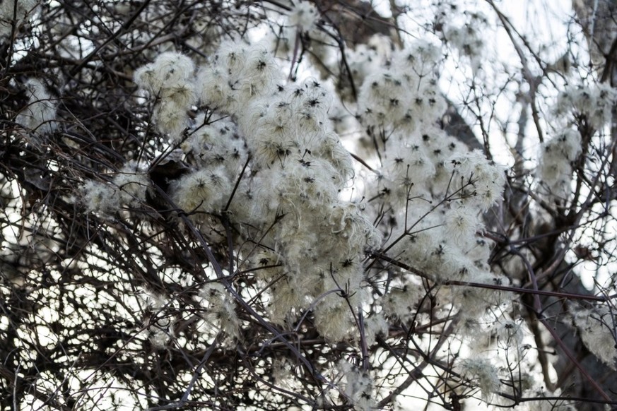 Clematis vitalba.