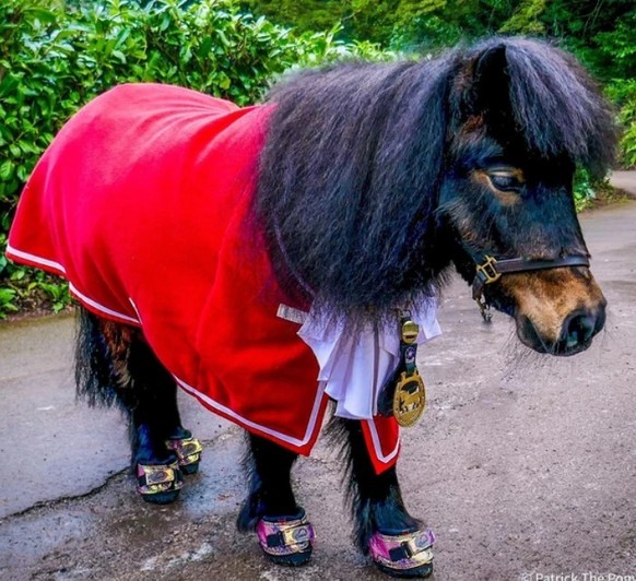 Voici Patrick le poney et il est maire.