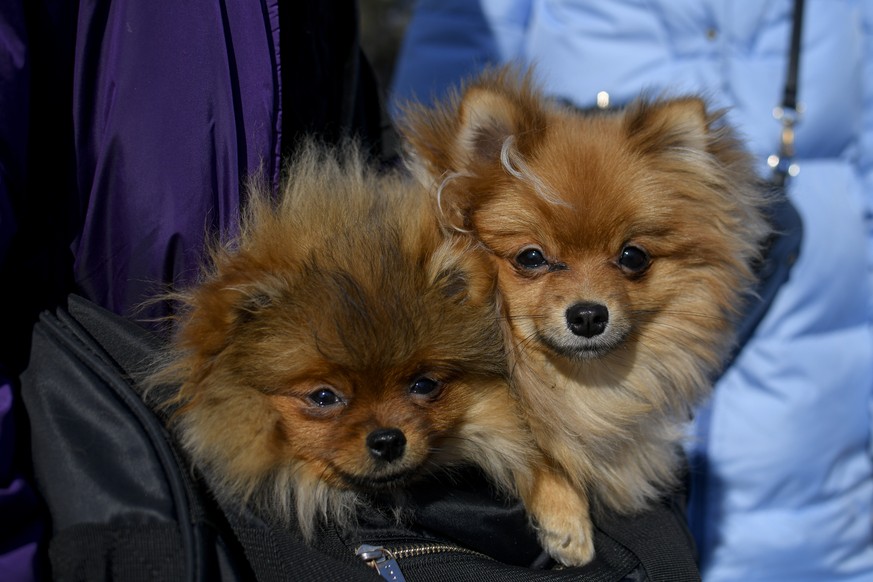 Two small dogs peer out the gym bag of a refugee fleeing the war from neighbouring Ukraine, at the Romanian-Ukrainian border, in Siret, Romania, Monday, March 14, 2022. (AP Photo/Andreea Alexandru)