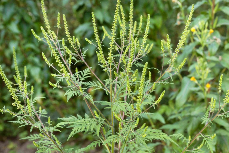 L'Ambrosie à feuilles d'Armoise (Ambrosia artemisiifolia, en latin) est très allergisante.