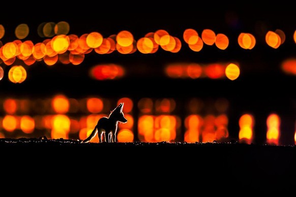 World Nature Photography Awards 2021: Urban Wildlife, 2. Platz, Mohammad Murad, Kuwait. Arabian red foxes, Kuwait City.