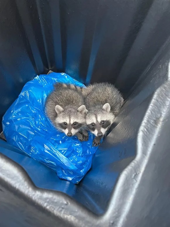 cute news tier racoon trash panda 

https://www.reddit.com/r/Eyebleach/comments/15scy12/these_cuties_were_found_in_the_dumpster_at_work/