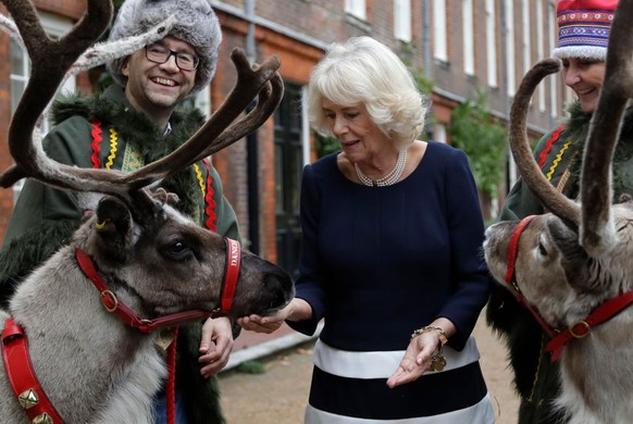 LONDON, UNITED KINGDOM – DECEMBER 06: Camilla, Duchess of Cornwall meets Reindeer Dancer, left, and Blitzen, right, with their handlers Karen and Jason Perrins during an annual event to decorate the C ...