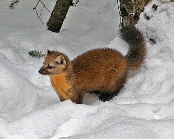 cute news tier fichtenmarder

https://creativecommons.org/licenses/by-sa/2.0/