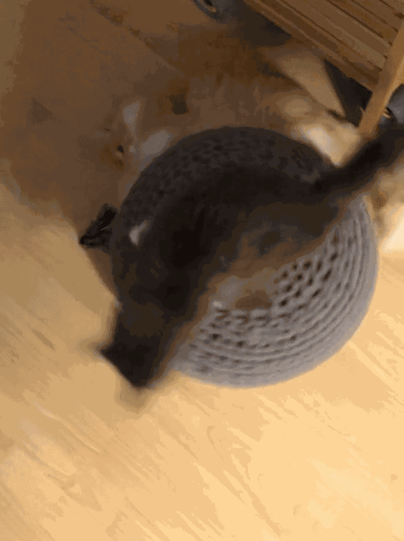 GIF animé
