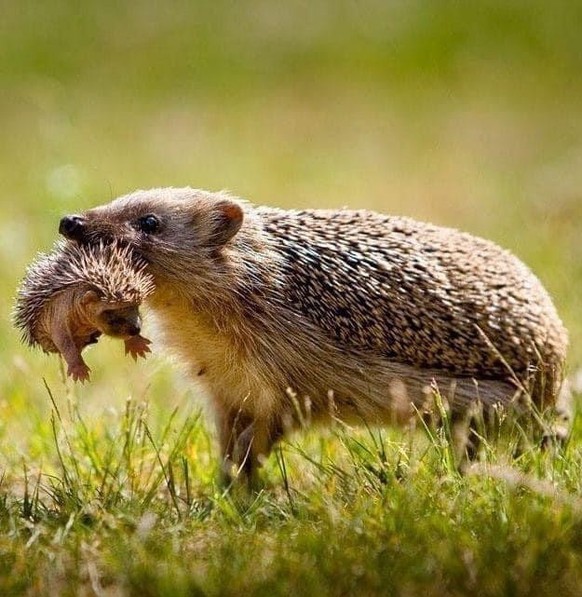 cute news tier igel

https://www.reddit.com/r/Awww/comments/16h31wl/mama_hedgehog/