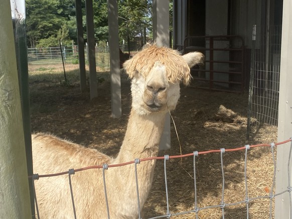 cute news tier lama

https://imgur.com/gallery/went-to-alpaca-farm-here-are-some-cuties-i-met-seYd1tM#/t/aww