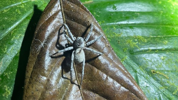 Je suis tombée sur une araignée colonisée par un cordyceps au Costa Rica.