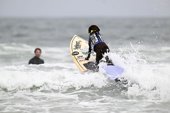 LES CHAMPIONNATS DU MONDE DE SURF CANIN en Californie