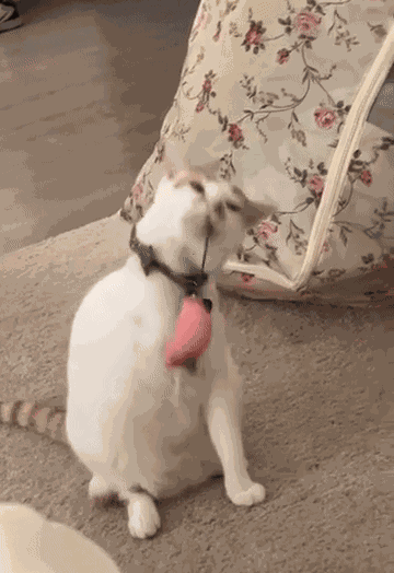 GIF animé