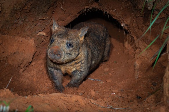 **VIDEO AVAILABLE. CONTACT INFO@COVERMG.COM TO RECEIVE.**
Ecologists are ecstatic to have captured rare footage of a critically endangered Wombat in Australia.
Members of the Australian Wildlife Con ...
