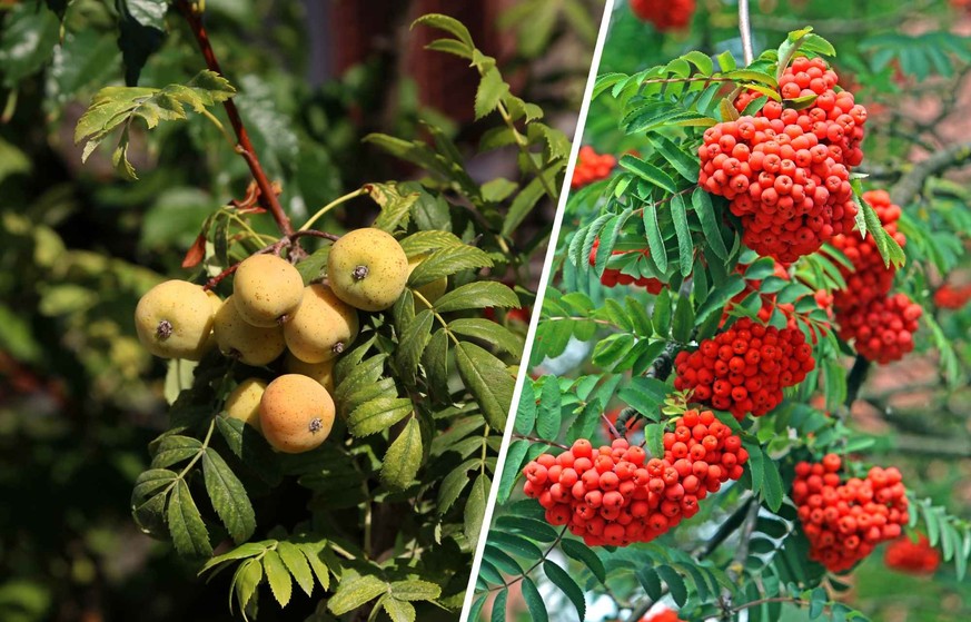 Sorbus domestica / aucuparia.