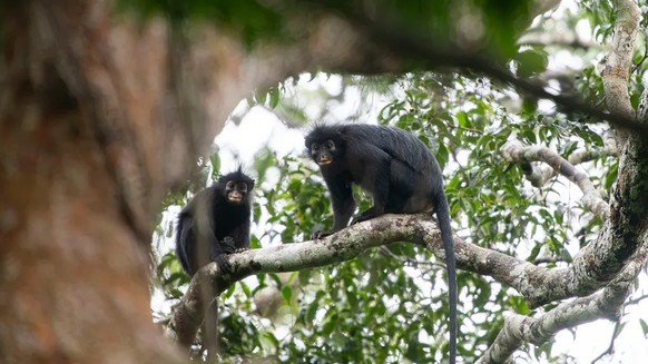 likweli (Colobus congoensis)