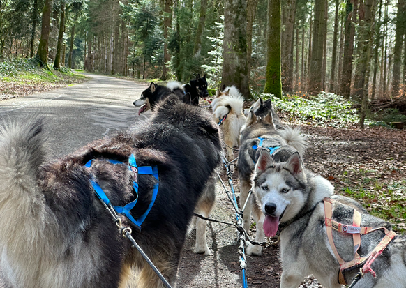 Schlittenhunde von Stefan Fischer und seiner Firma Fischer Adventures bei einem Ausflug in der Nähe von Hinwil. Huskys Malamut