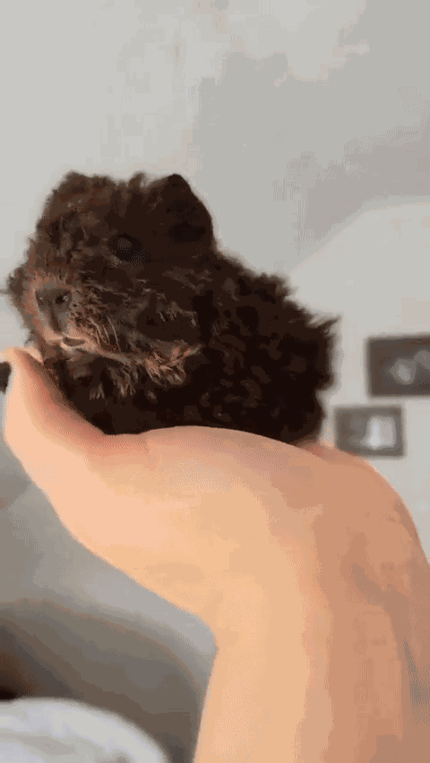 GIF animé