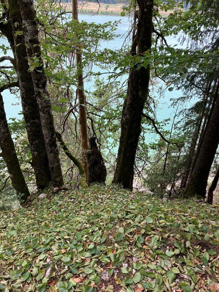 Pourquoi les arbres perdent déjà leurs feuilles en Suisse