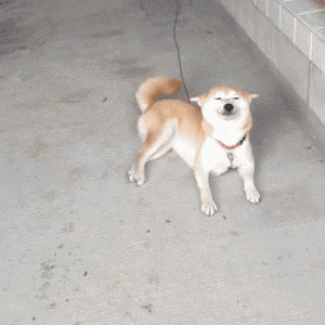 GIF animé