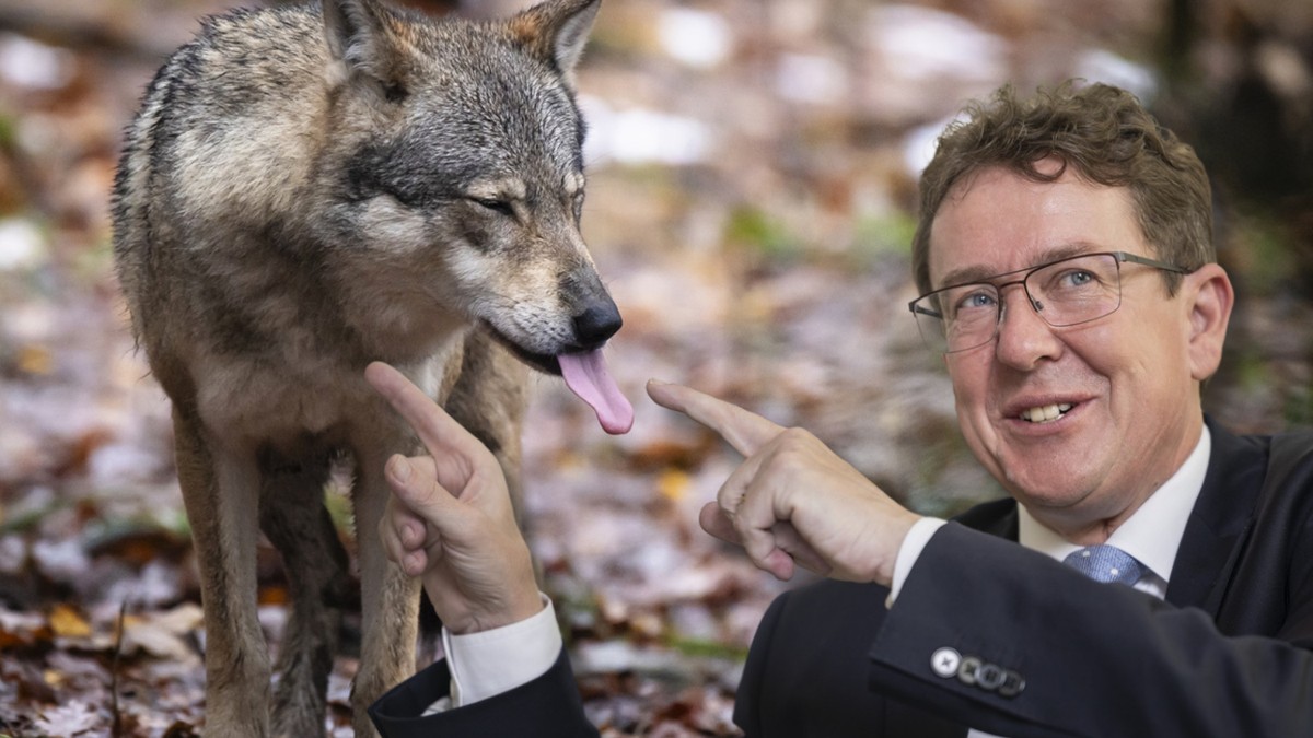 Chasse aux loups: Comment Rösti a tout fait pour les décimer