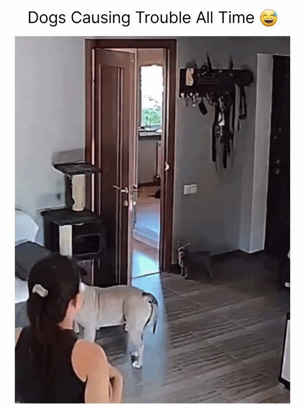 GIF animé