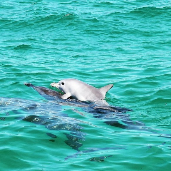 linda noticia animal delfín https://imgur.com/t/aww/fQjRgHE