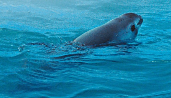 vaquita

https://www.reddit.com/r/AIDKE/comments/1ietlop/vaquita_phocoena_sinus/