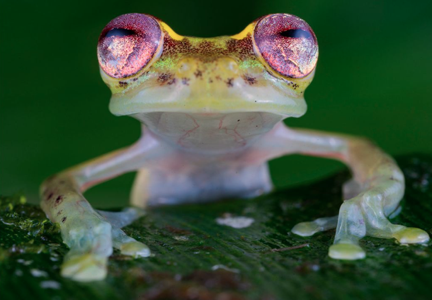 Wildlife Photographer of the Year People’s Choice Award, Frosch