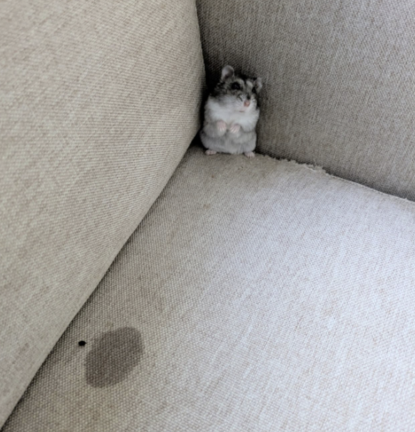 Lustige Tierbilder: Nur in den Cute News