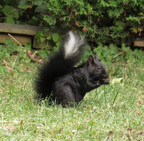 cute news animal tier eichhörnchen sqiurrel

https://www.reddit.com/r/squirrels/comments/xjav0m/stripe_let_me_get_a_little_closer_to_photograph/