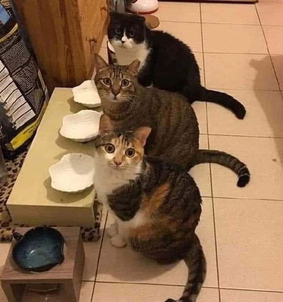 cute news tier katze

https://www.reddit.com/r/CatsBeingCats/comments/1cwetc6/wheres_our_food/#lightbox