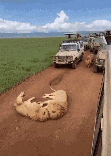 GIF animé