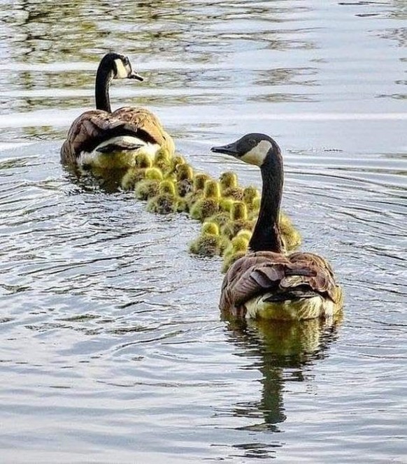 cute news tier enten

https://ch.pinterest.com/pin/281543713917946/