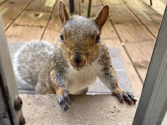 cute news tier eichhörnchen squirrel

https://www.reddit.com/r/squirrels/comments/1d1ub46/nikki_farewell/