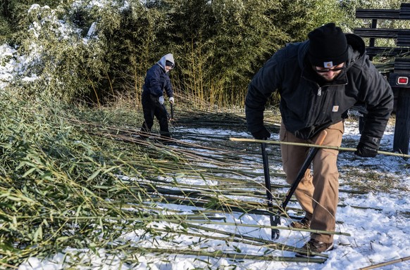 Jen Adams (L) and Nate Pauli, animal keepers in the Department of Nutritional Science load harvested bamboo to feed the giant pandas at the National Zoo in Washington, DC, into a truck at an agricultu ...