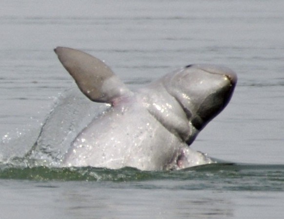 Le premier ministre cambodgien Hun Sen a ordonné lundi la création sur le Mékong de zones de protection de dauphins de de l&#039;Irrawaddy menacés d&#039;extinction.